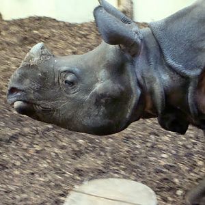 Rhinoceros unicornis - Manus
