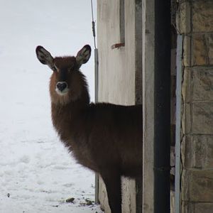 Kobus elipsiprymnus defassa