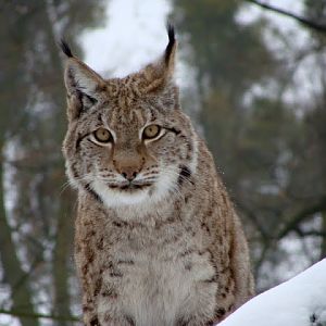 Lynx lynx