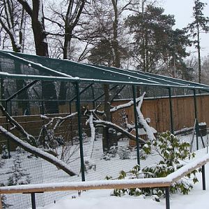 Felis silvestris paddock