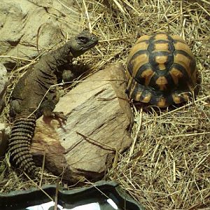 Testudo kleinmanni / Uromastyx acanthinurus