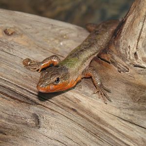 Podarcis melisellensis