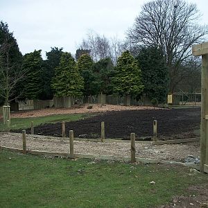 Wallaby Walk-through under construction 22nd February 2013