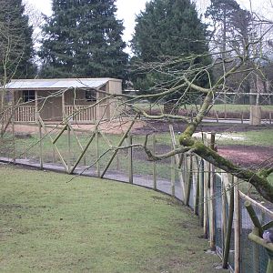Wallaby Walk-through under construction 22nd February 2013