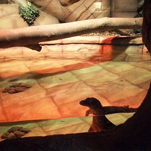 Water Monitor 22nd February 2013