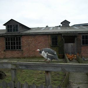 Muddy Duck Farm 22nd February 2013
