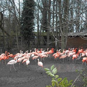 Flamingos 22nd February 2013
