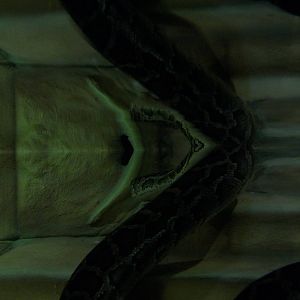 Burmese Python 22nd February 2013