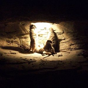 Meerkats 22nd February 2013