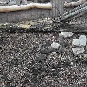 Banded Mongooses searching for Mealworms 22nd February 2013