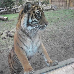 Sumatran Tiger 22nd February 2013