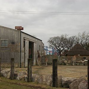 Second Giraffe House 22nd February 2013