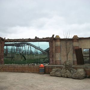Lion exhibit viewing area 22nd February 2013