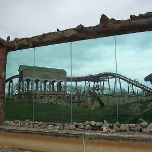 Lion exhibit viewing area 22nd February 2013