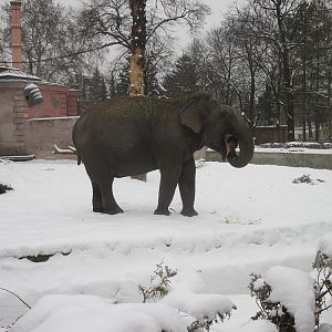 Asian elephant (Elephas maximus)