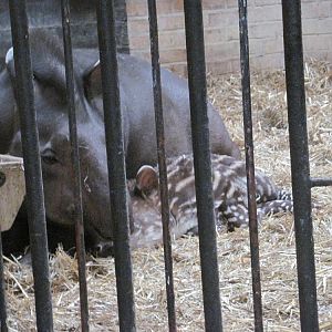 South American tapir (Tapirus terrestris)