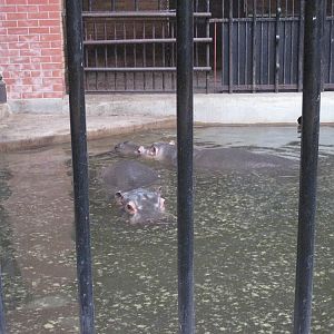 Hippopotamus (Hippopotamus amphibius)