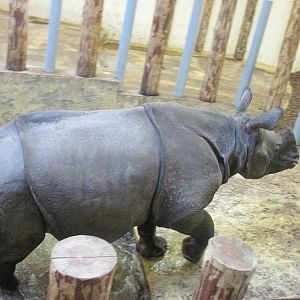 Indian rhinoceros (Rhinoceros unicornis)