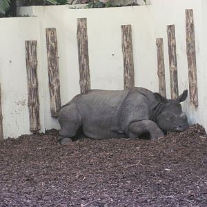 Indian rhinoceros (Rhinoceros unicornis)