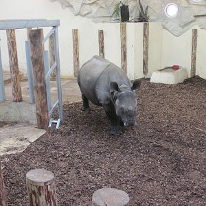 Indian rhinoceros (Rhinoceros unicornis)