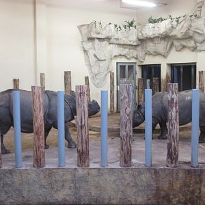 Indian rhinoceros (Rhinoceros unicornis)