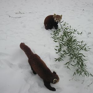 Red panda (Ailurus fulgens)