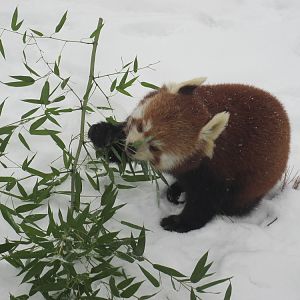 Red panda (Ailurus fulgens)