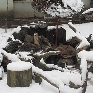 Meerkat (Suricata suricatta)