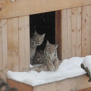 Lynx (Lynx lynx)