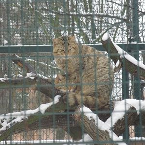 Wildcat (Felis silvestris)