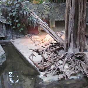 Inside the Reptile House