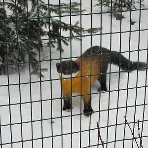 Yellow-throated marten (Martes flavigula)