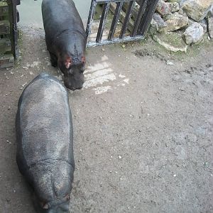 Common Hippopotamuses 22nd February 2013