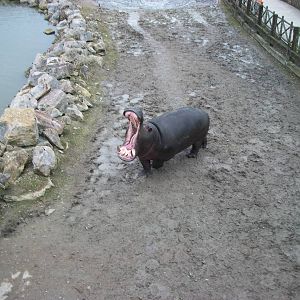 Common Hippopotamus 22nd February 2013