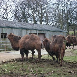 Bactrian Camels 22nd February 2013