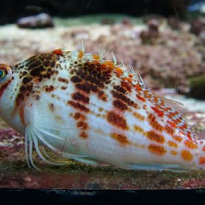 Cirrhitichthys falco