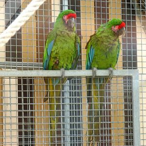 Zoo Barcelona 14.09.2009