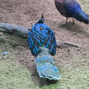 Zoo Barcelona 14.09.2009