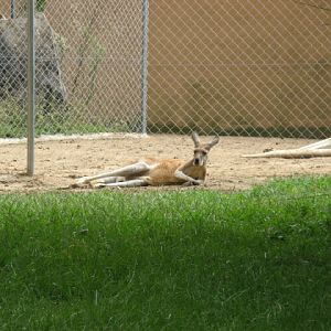 Zoo Barcelona 14.09.2009