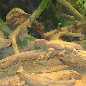 Zoo Barcelona 14.09.2009