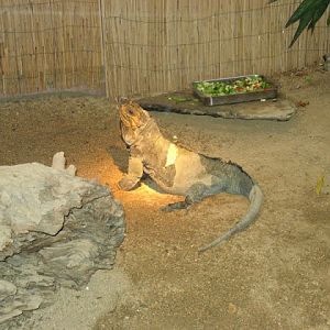 Zoo Barcelona 14.09.2009