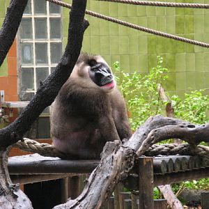 Zoo Barcelona 14.09.2009