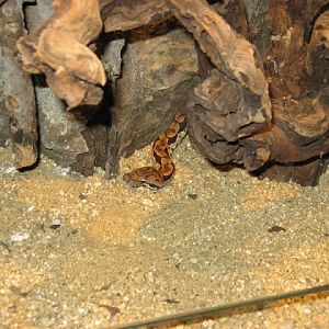 Zoo Barcelona 14.09.2009