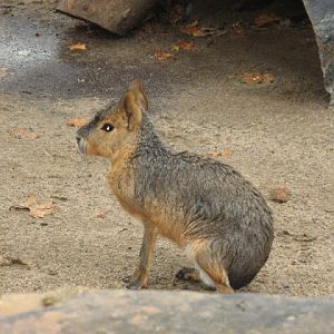 Zoo Barcelona 14.09.2009