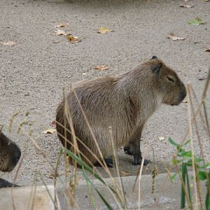 Zoo Barcelona 14.09.2009