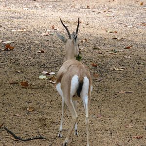 Zoo Barcelona 14.09.2009