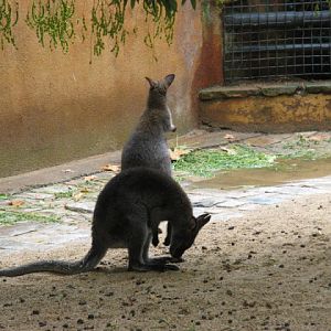 Zoo Barcelona 14.09.2009