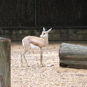 Zoo Barcelona 14.09.2009
