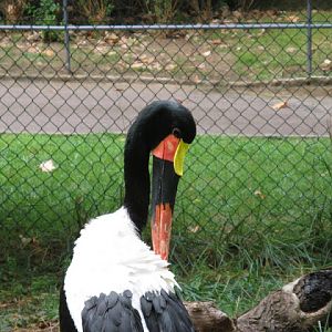 Zoo Barcelona 14.09.2009