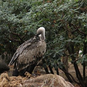 Zoo Barcelona 14.09.2009